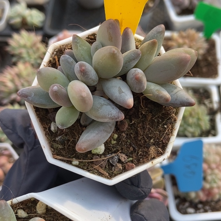 940白兰地多肉植物