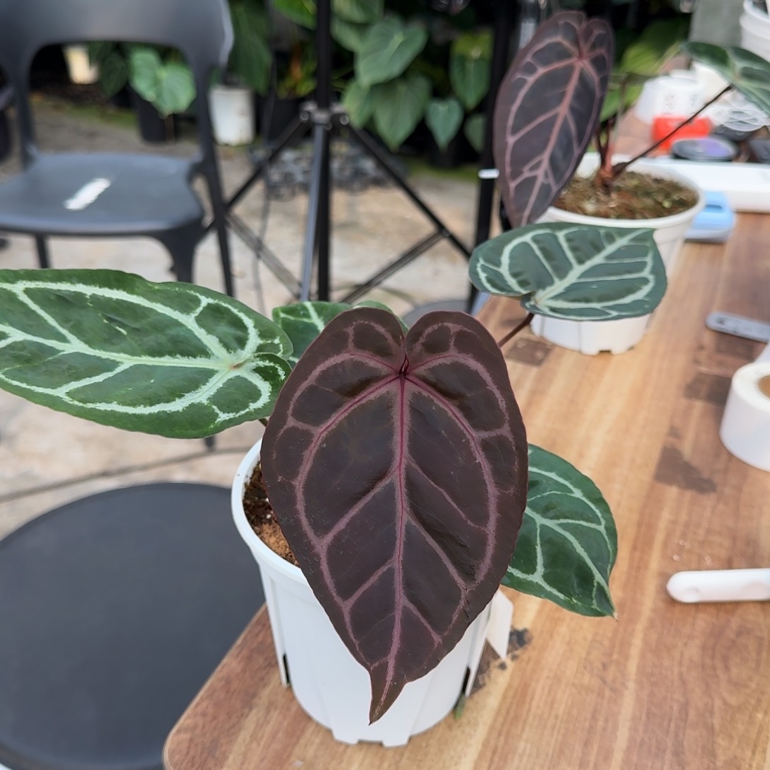 不开花植物紫水晶杂银骑士I
