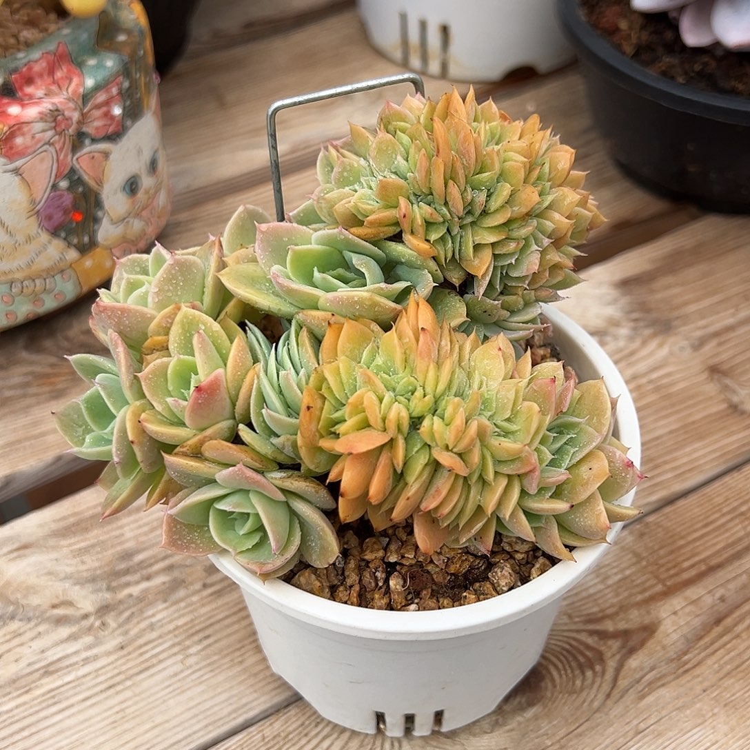 8-14-42精控星娜塔