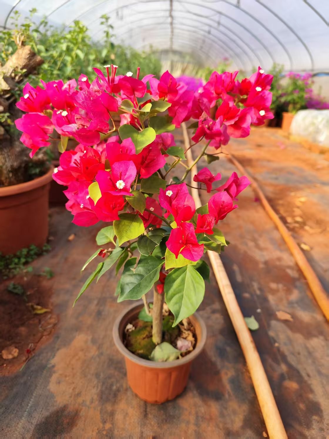 中国红小红盆栽阳台庭院花卉《掉花掉叶正常现象》15.88