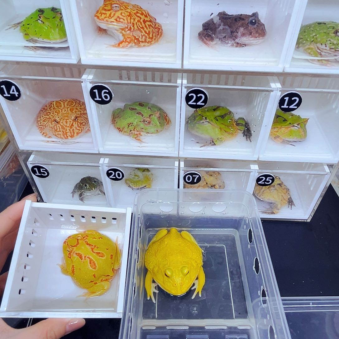 角蛙一个五加黄金一个八加无纹蛋黄