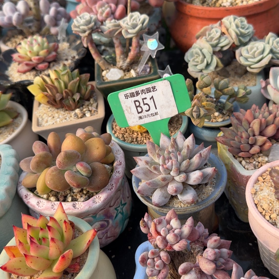 祝***胖多肉植物钻石美人