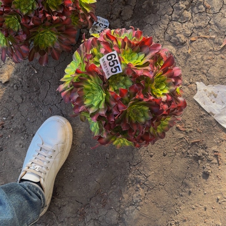 少华花27-21包邮花花