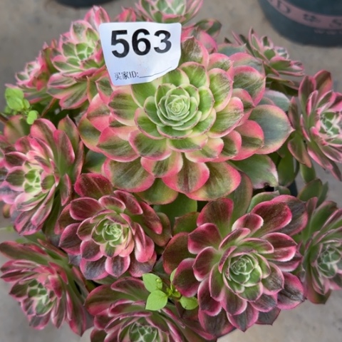 563海王20厘米左右有断枝