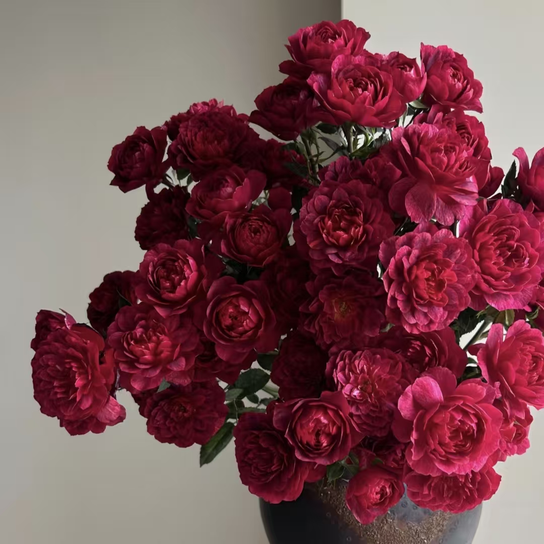 《黑玉果汁》阿木 独颗露天月季四季开花耐寒耐热适合室外