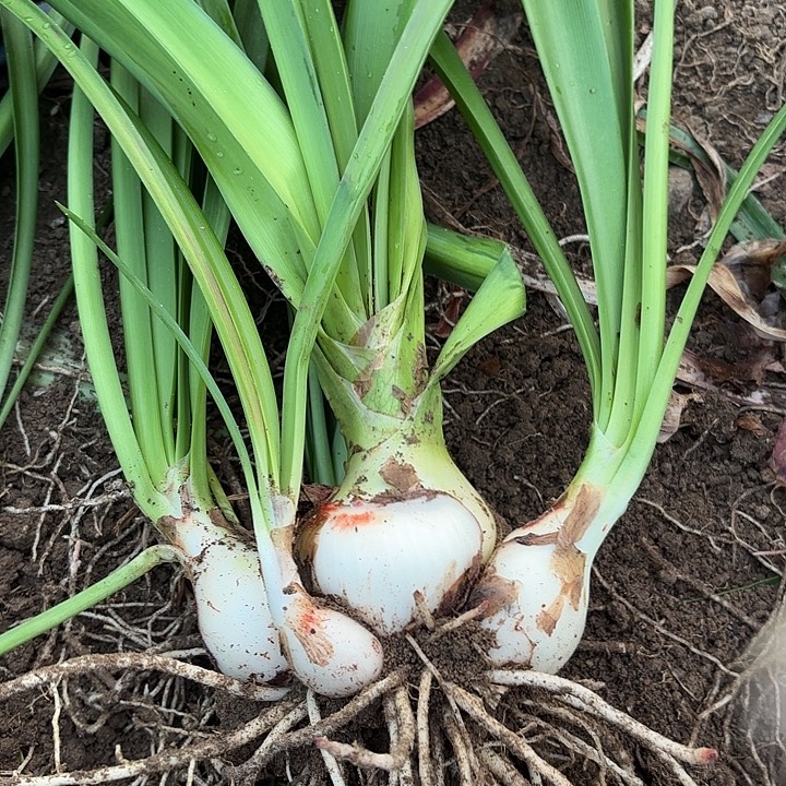 无花朵伊迪斯包对版一号
