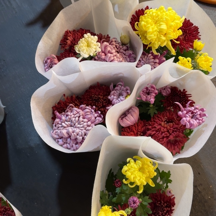 彩色龙爪菊（颜色不固定）