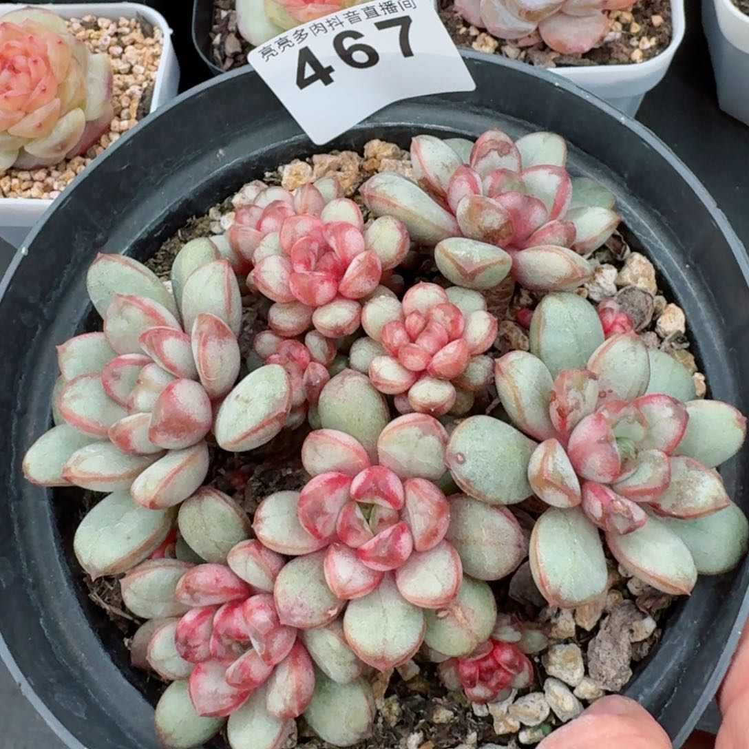 葡萄老桩         精品多肉