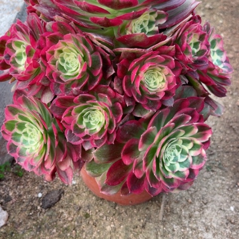 多肉植物玉资锦。