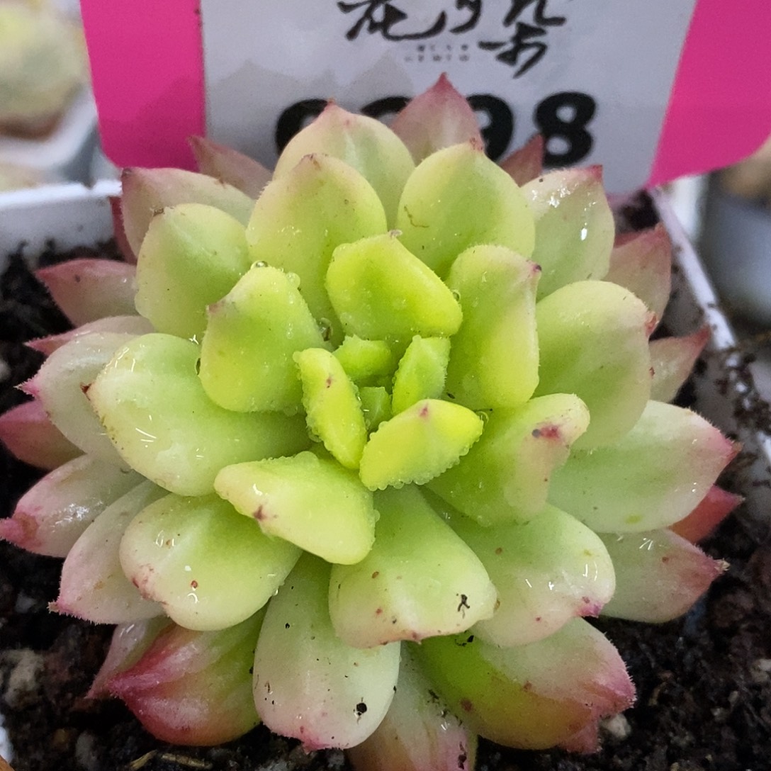 298头盖可嫁接哈哈哈哈哈