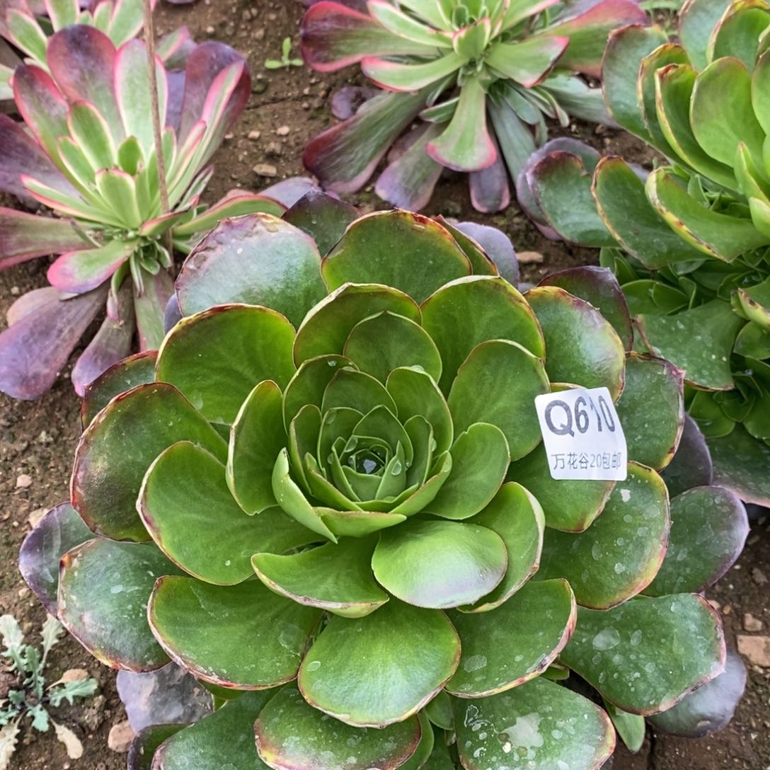 610魅金玫瑰多肉植物