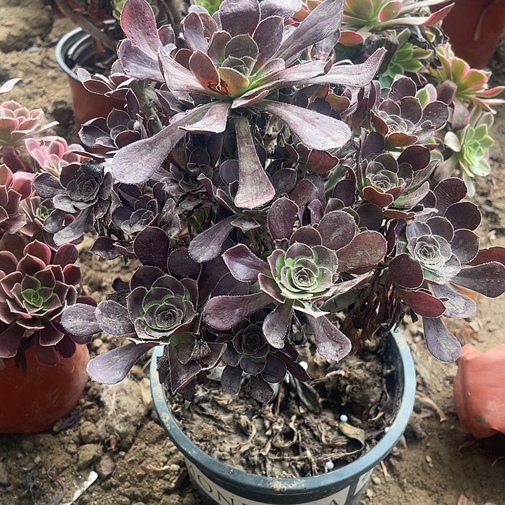黑圆叶玫瑰玫瑰玫瑰