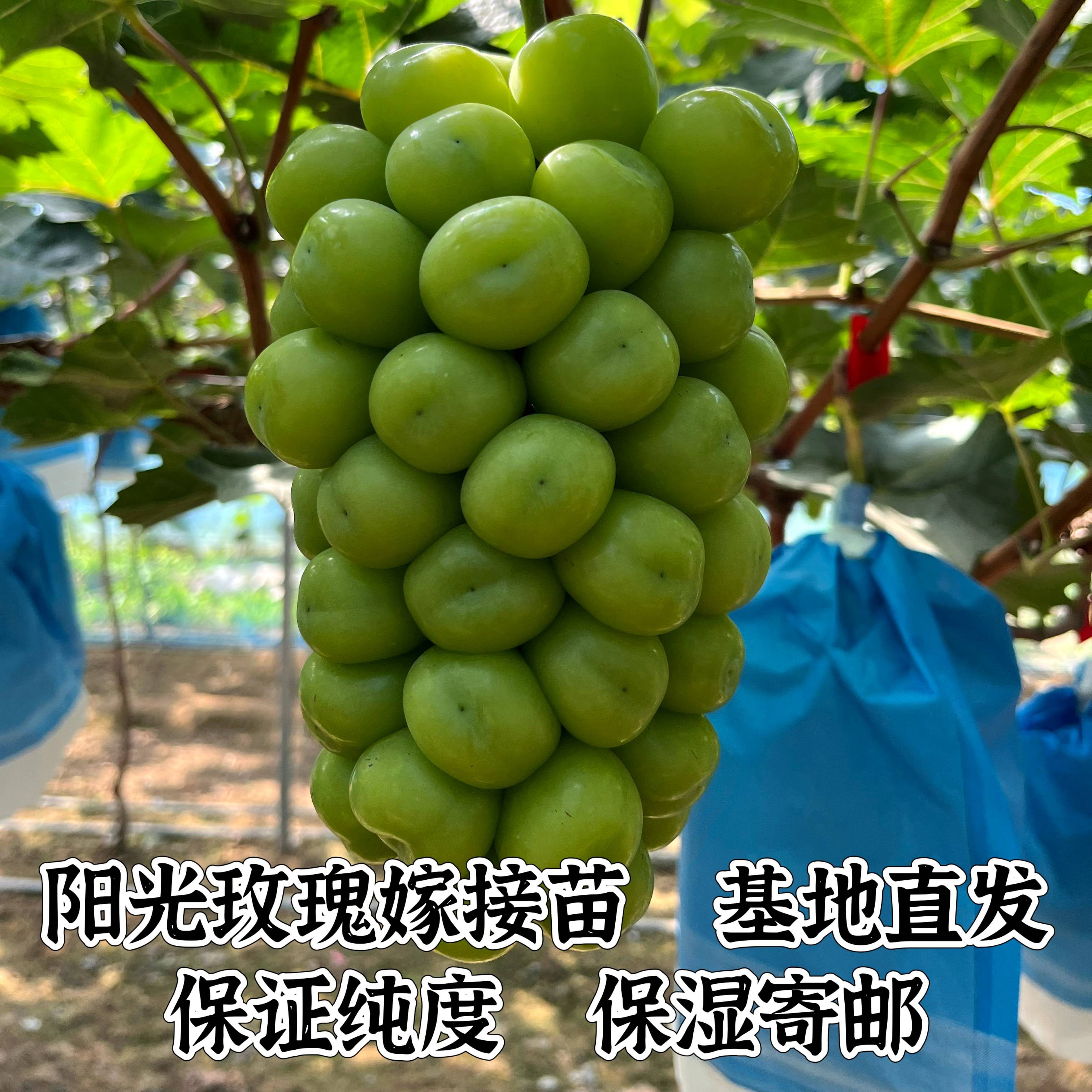 阳光玫瑰葡萄苗 （夏黑砧木）  玉海苗木