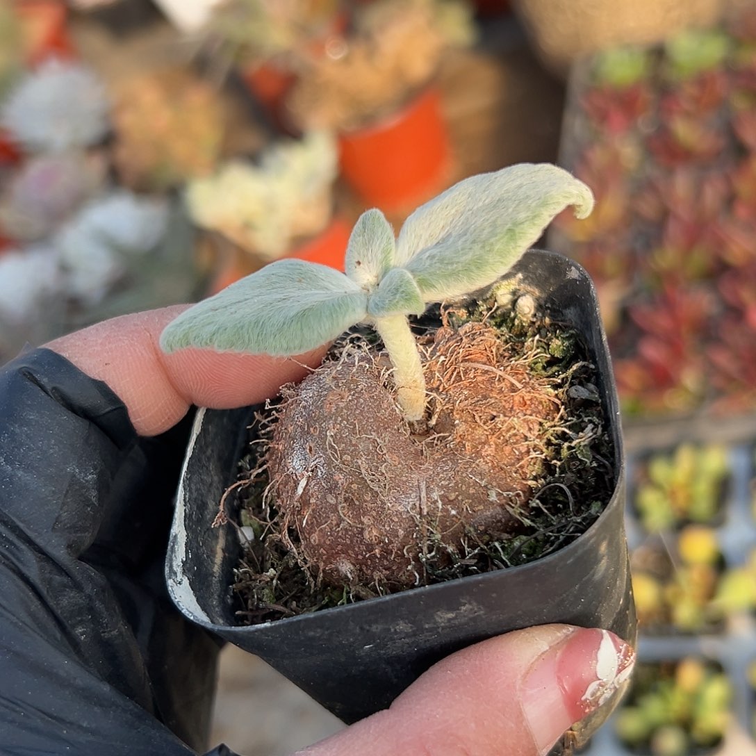 多肉植物断崖女王