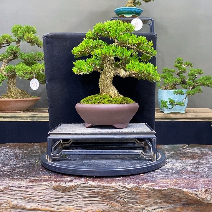 无花朵黄杨盆景四季常青