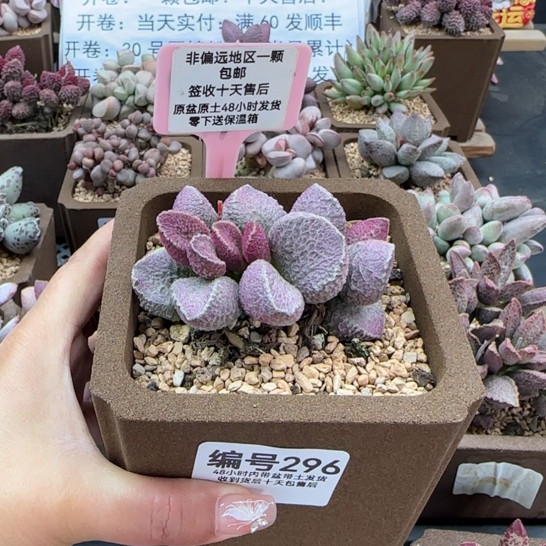 296。哈莫猪多肉植物