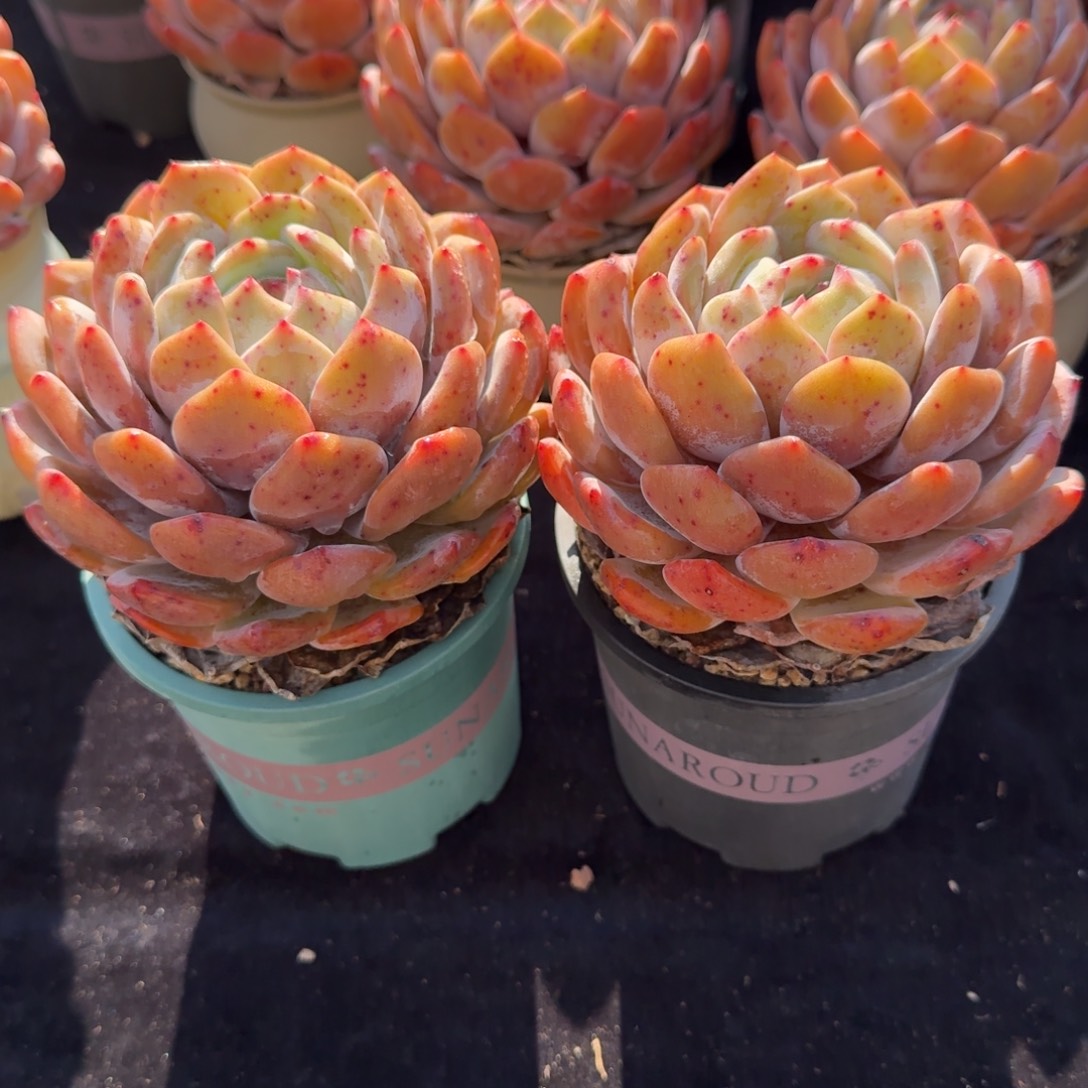 一组两颗，冠幅11左右，宝塔型