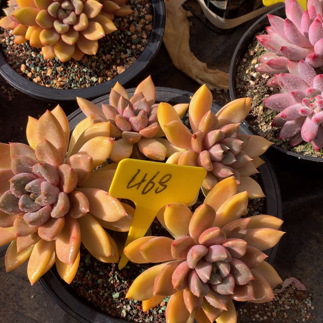 红象牙727277272727272