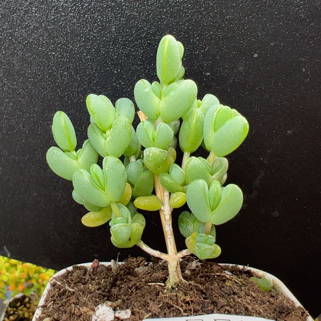 u943直杆小老桩元宝冠幅4cm
