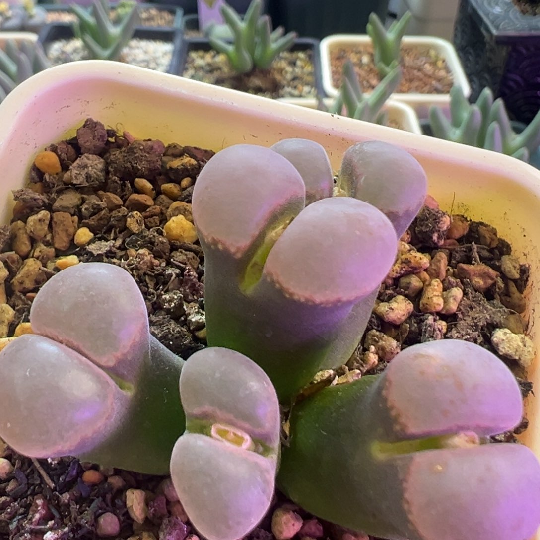 大型纳米比亚风铃 肉锥植物