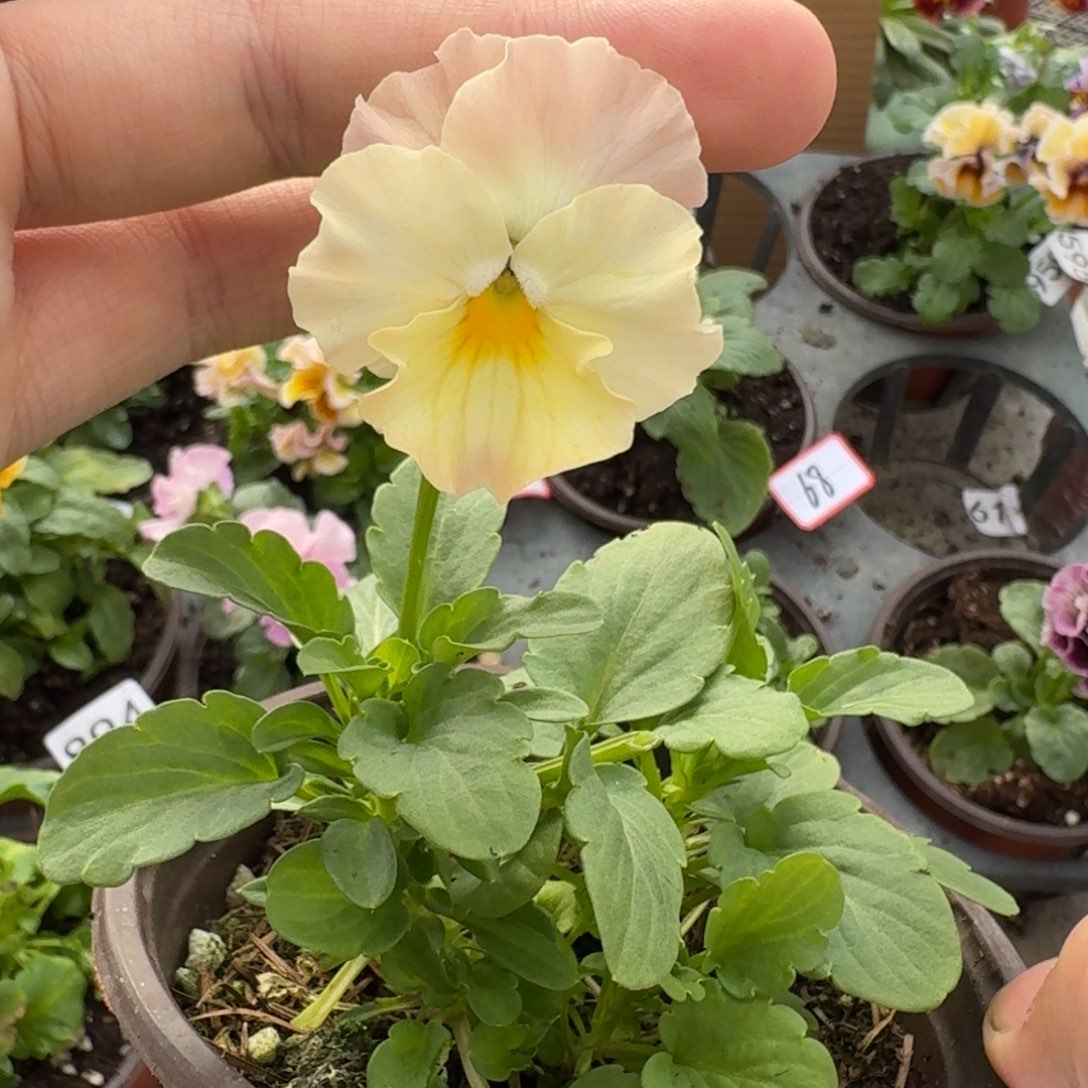 大部分花苞少量开放66