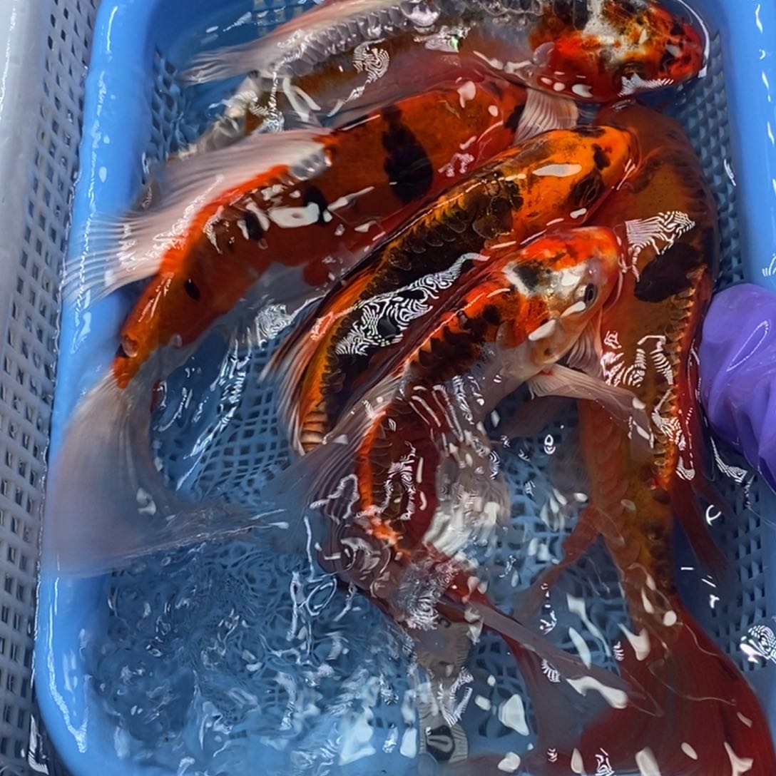 锦鲤冷水锦鲤包邮