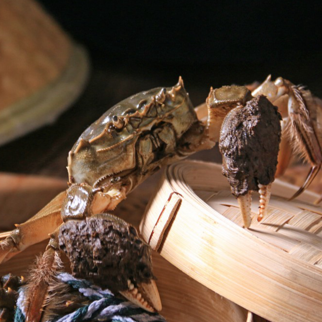 【公蟹】精品带膏公蟹3.5-4.0两/每只 大闸蟹 螃蟹