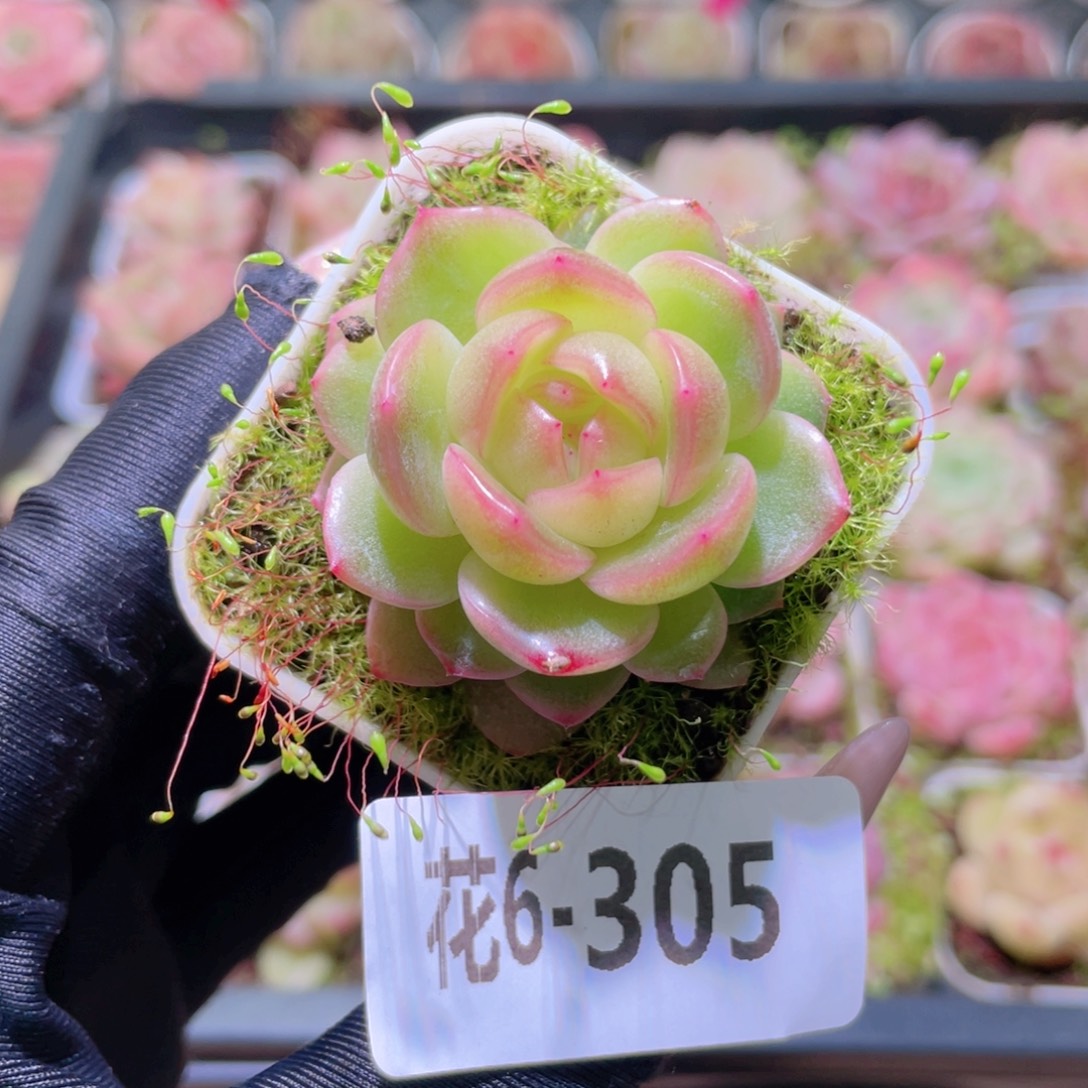 花利美6-305福利珍妮