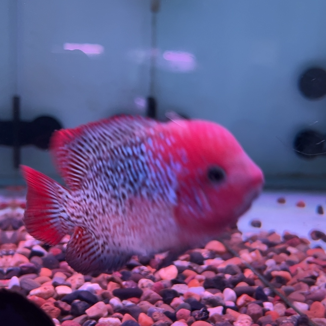 罗汉鱼蛇纹古典罗汉观赏鱼