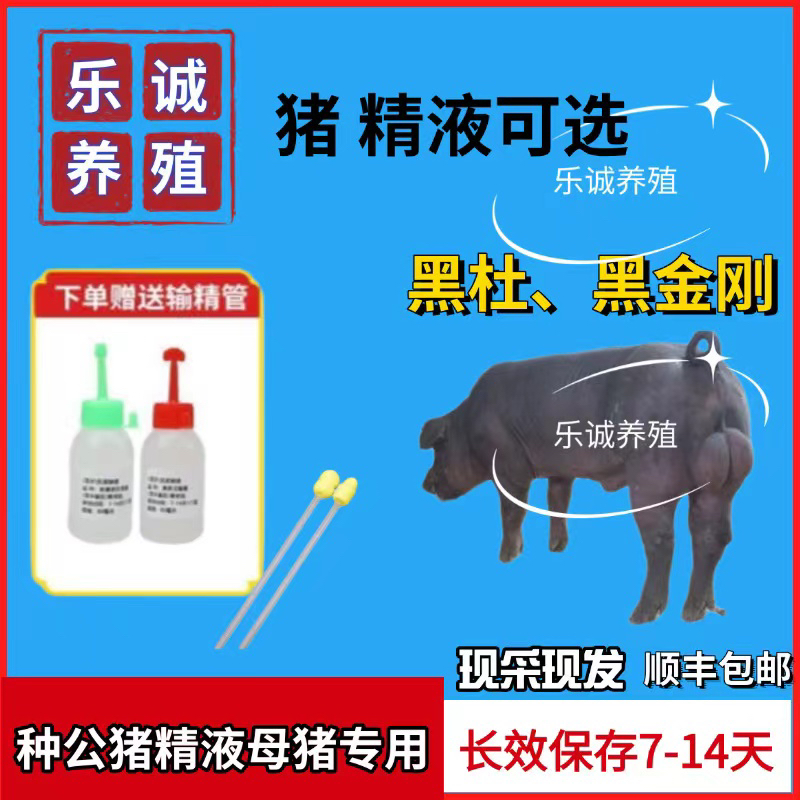 黑杜黑金刚种公猪精液一件包邮包对版生态养殖批发输精管猪用耗材