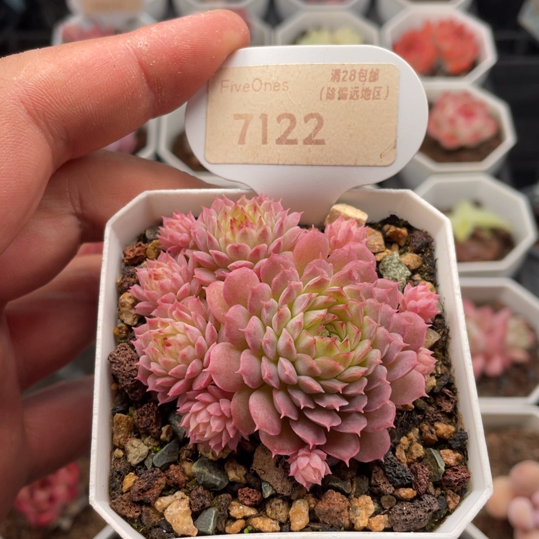 多肉夕云7122-6.0厘米