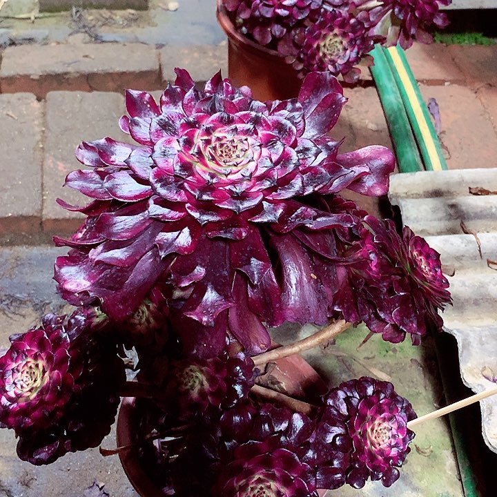 美姬的，多肉植物