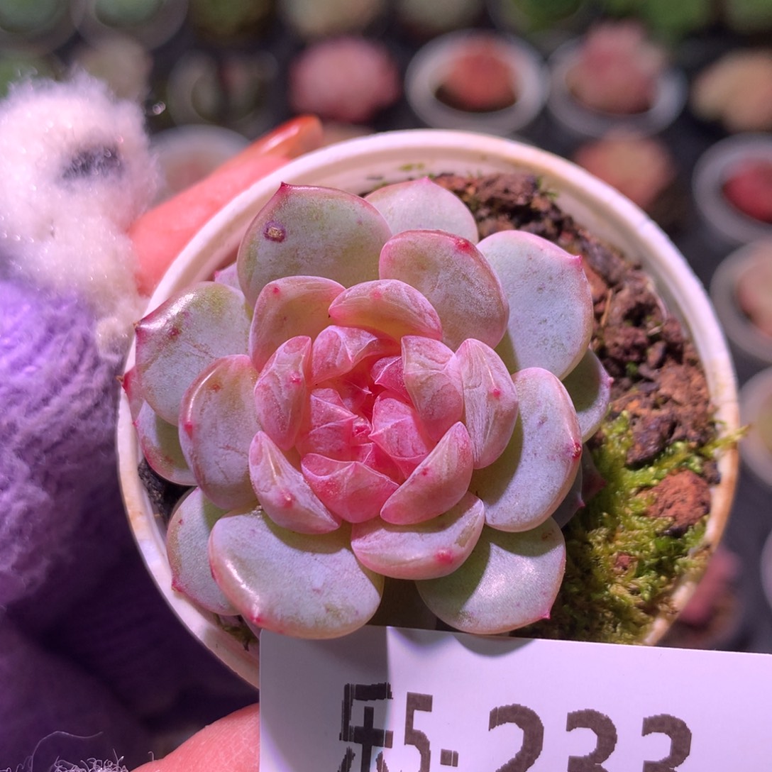 乐然 5-233 单头新品