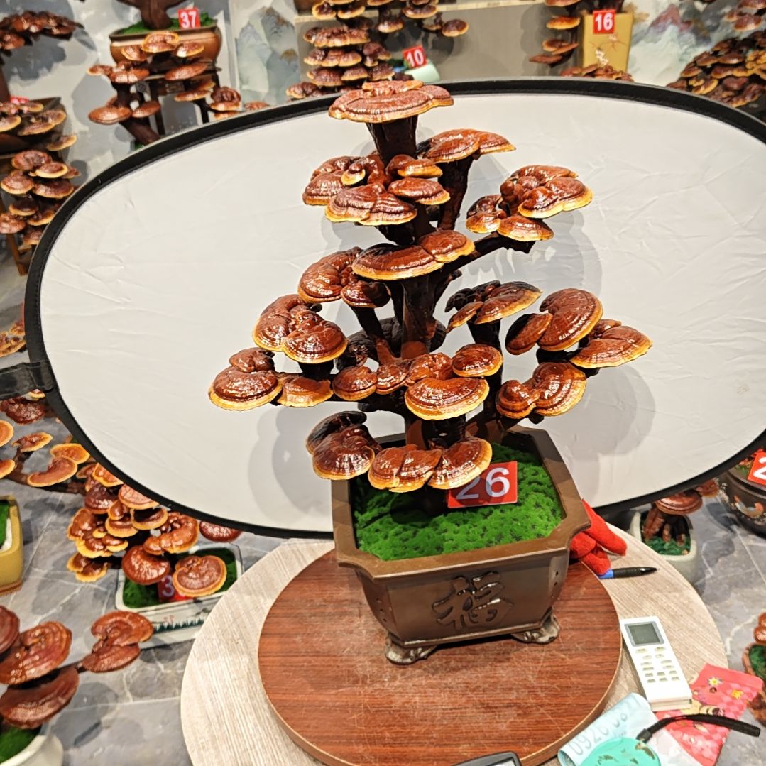 车*红灵芝盆景高端大气上档次