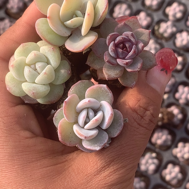 冰玉 黑橙子。雪莲。奶茶 乘以3