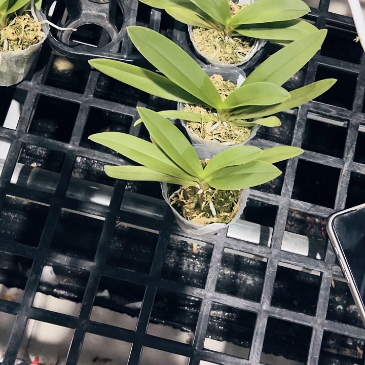 z***5不开花植物小回紫2个