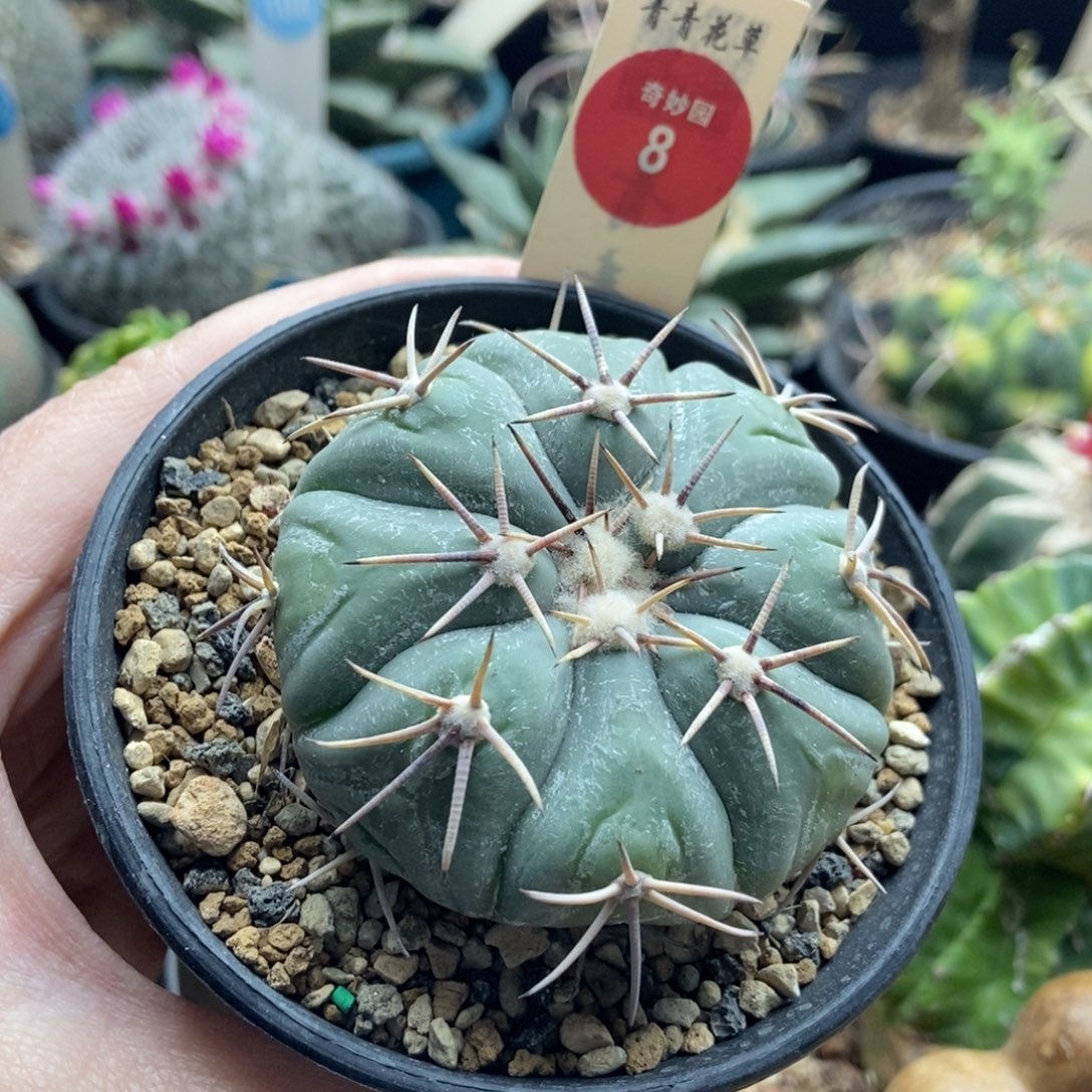 实生尖红丸平丸6.1cm