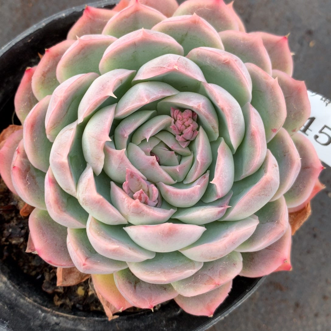 1458杂交多肉老桩