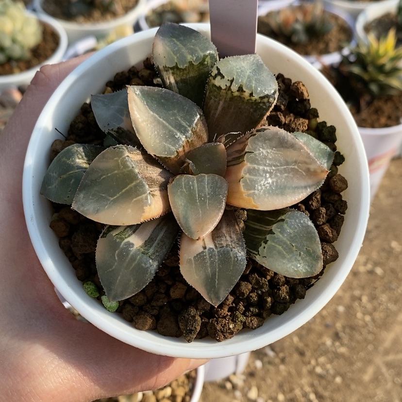 【闪购商品】?****?192池田玻璃克锦