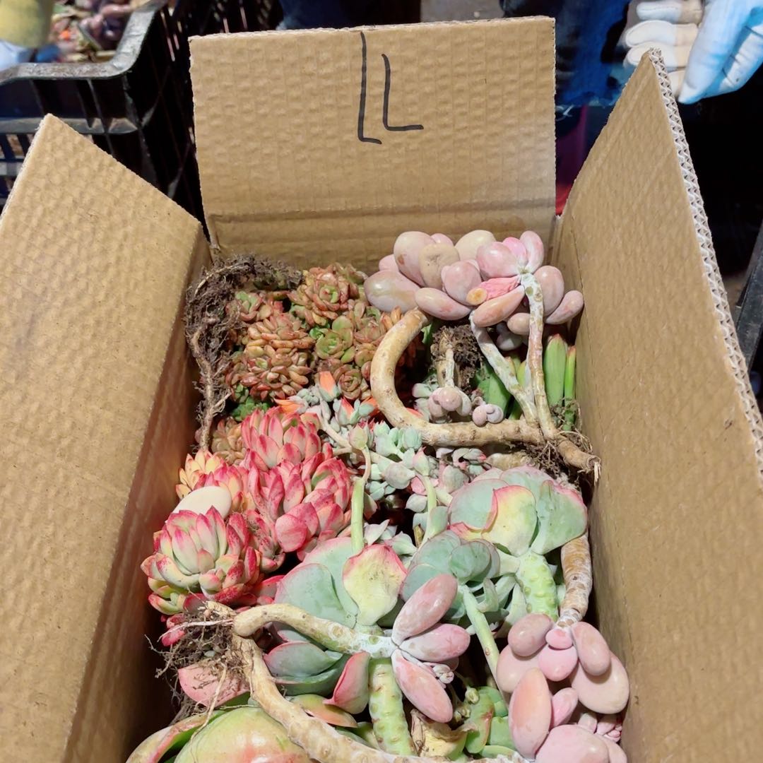 甜**寳杂花不售后77。