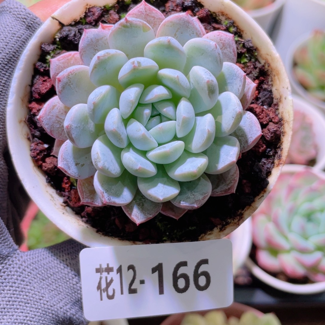 花利美12-166新品