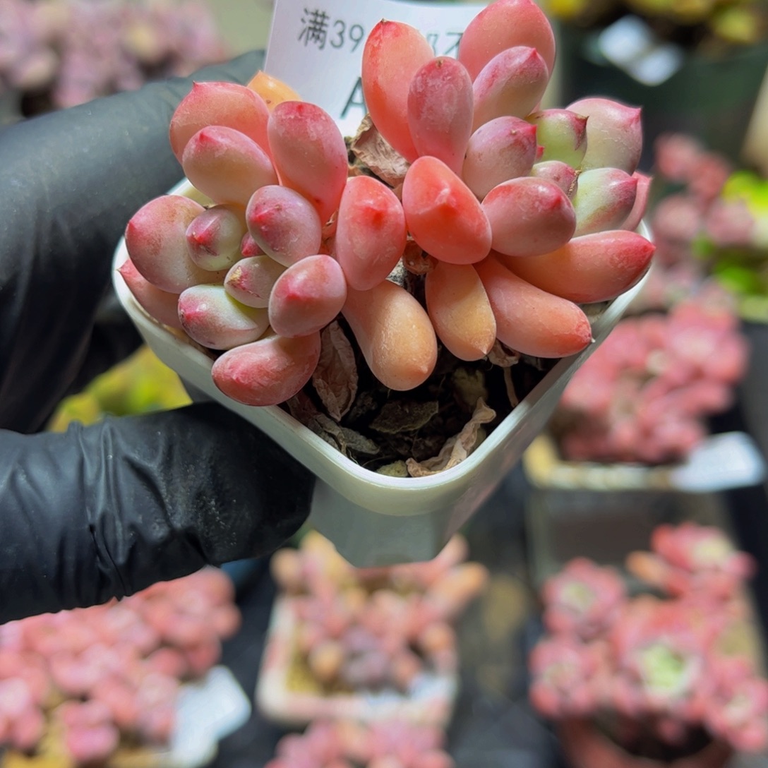 785丽芙美人6厘米多肉