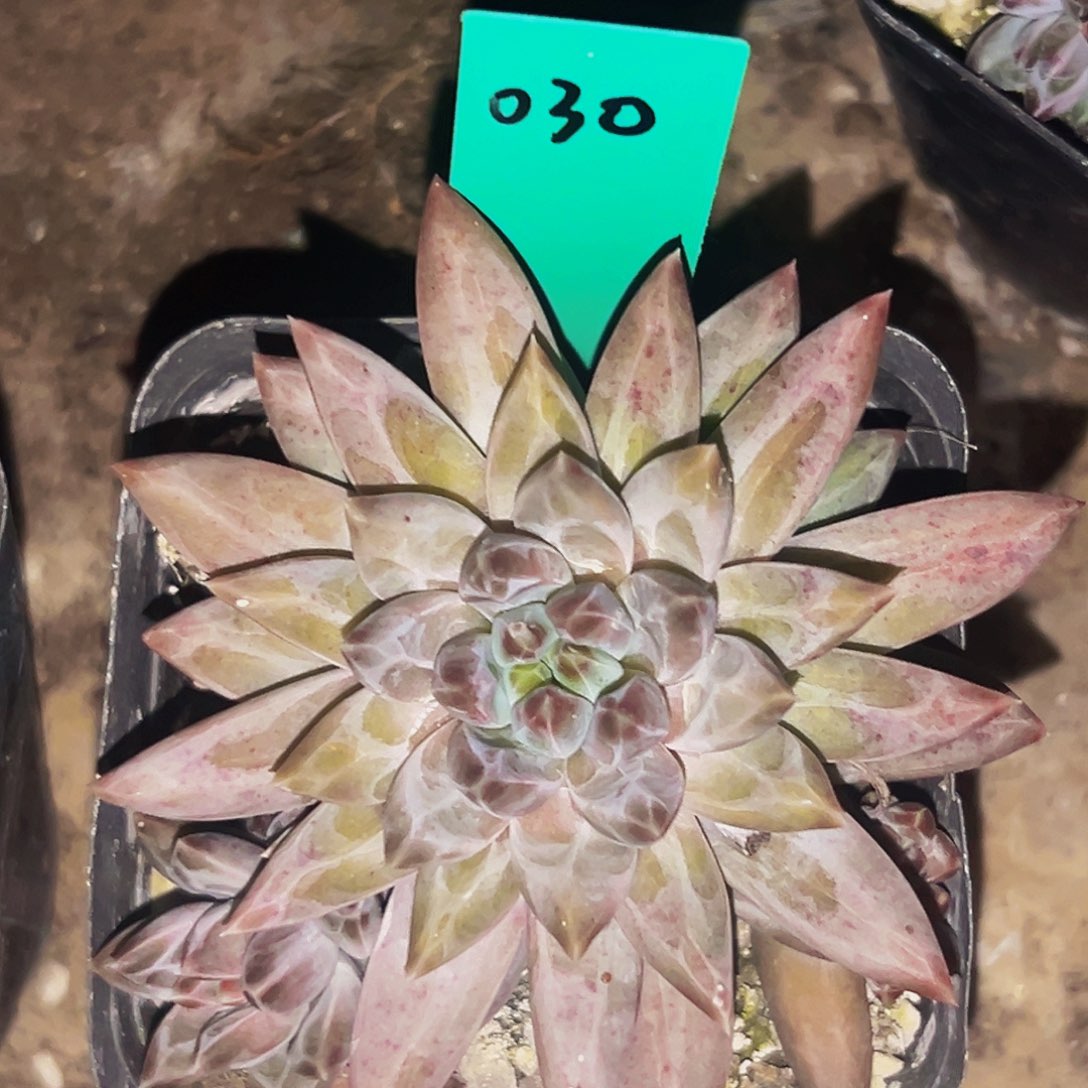 桔云多肉美人精品系列