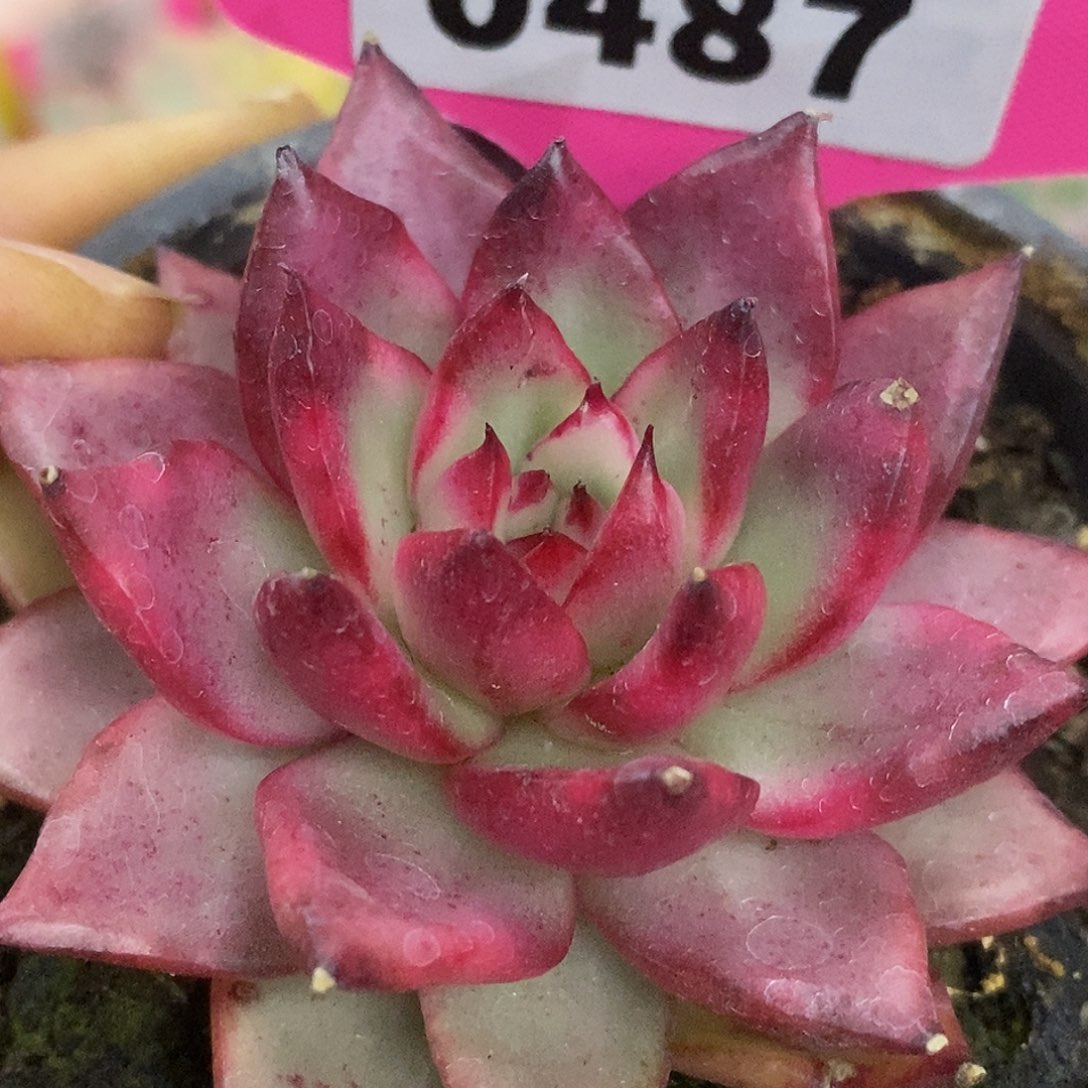 487吉赛尔4哈哈哈哈哈哈哈