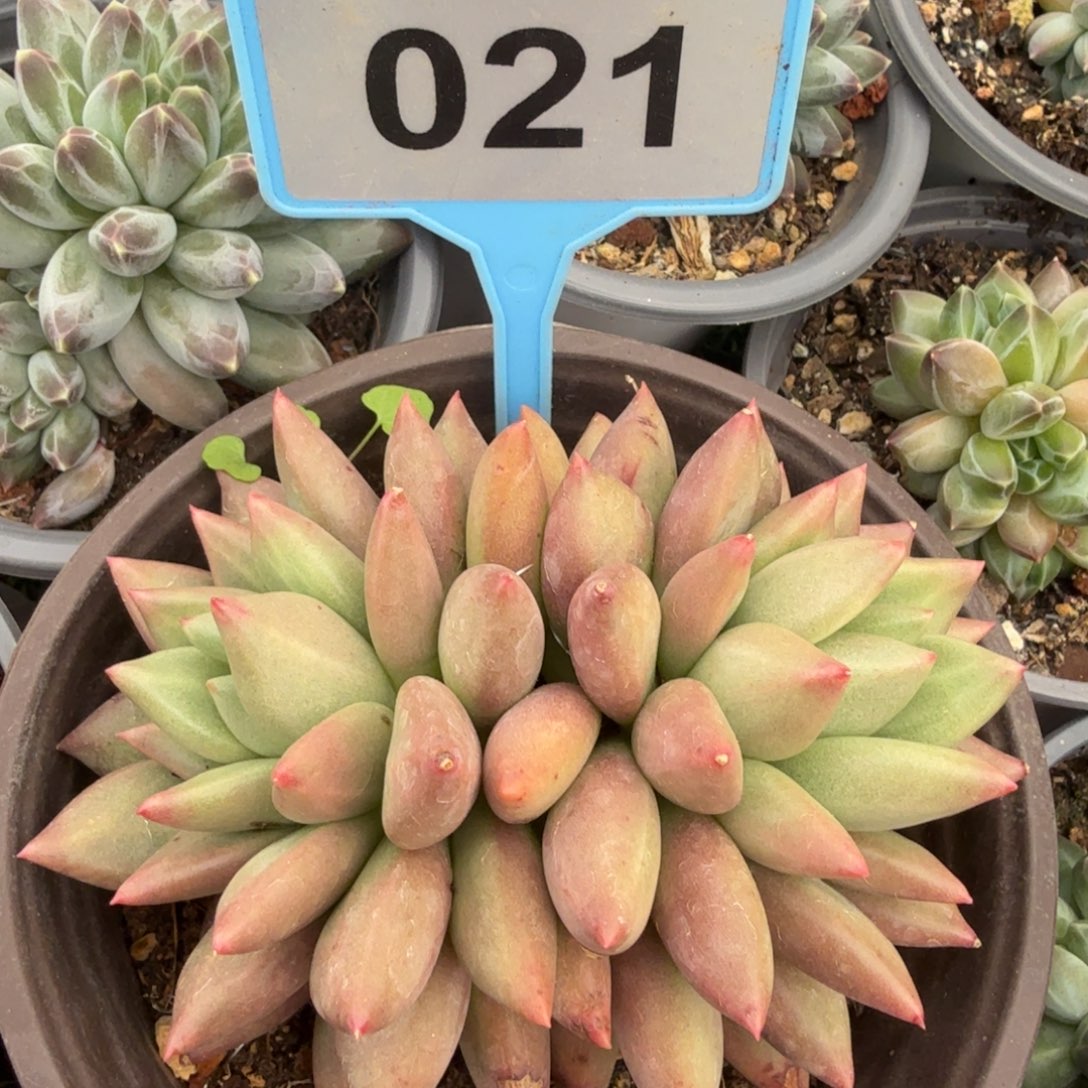 多肉植物米其林021