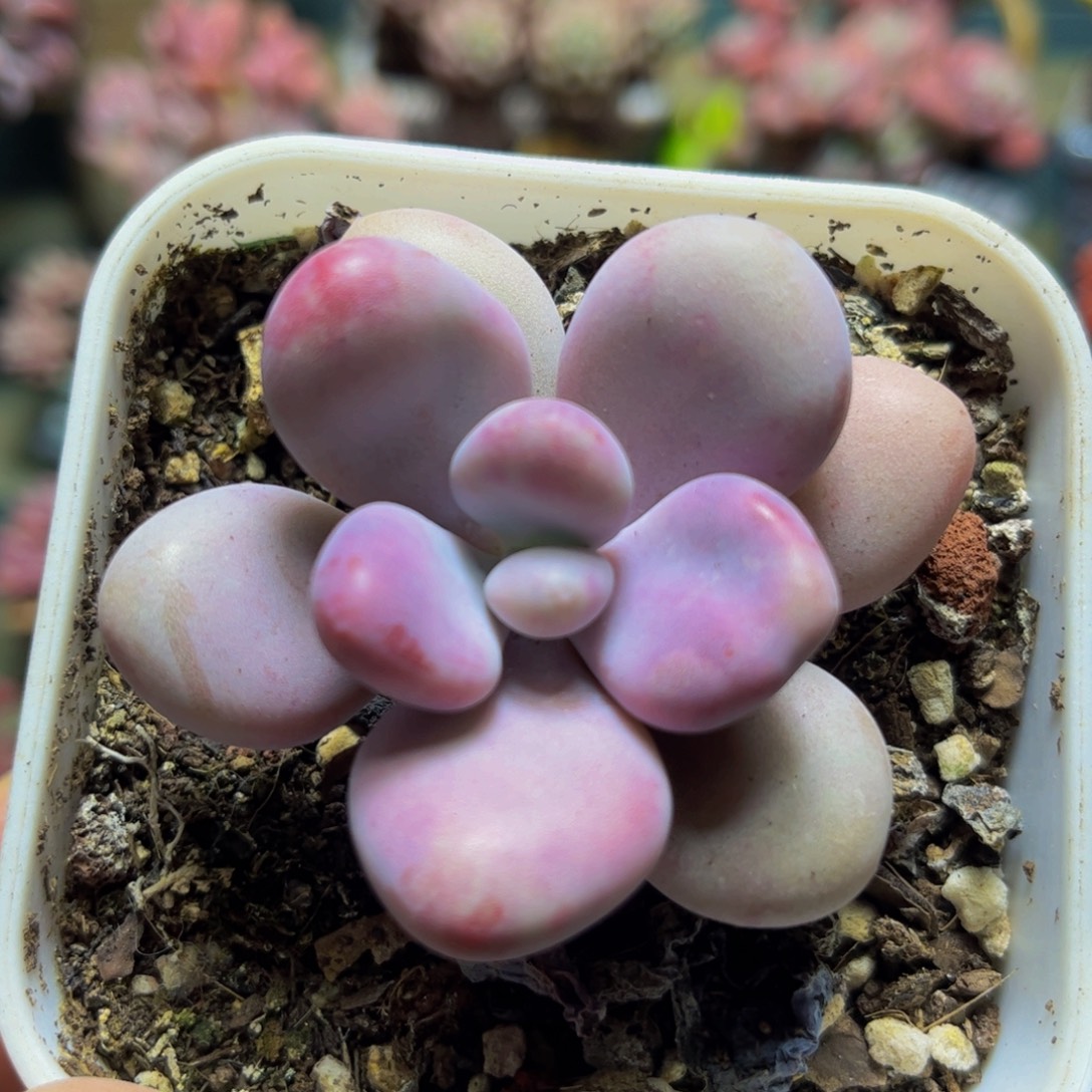 260桃6厘米多肉植物