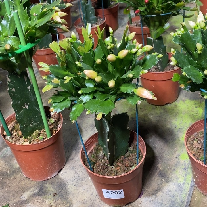 大部分花苞少量开放292嫁接2321