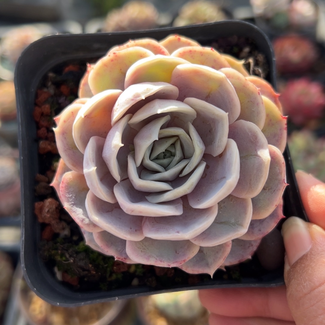 蓝色惊喜精控多肉一物一拍