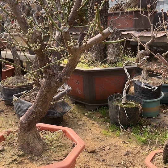 完全开放绿梅老桩