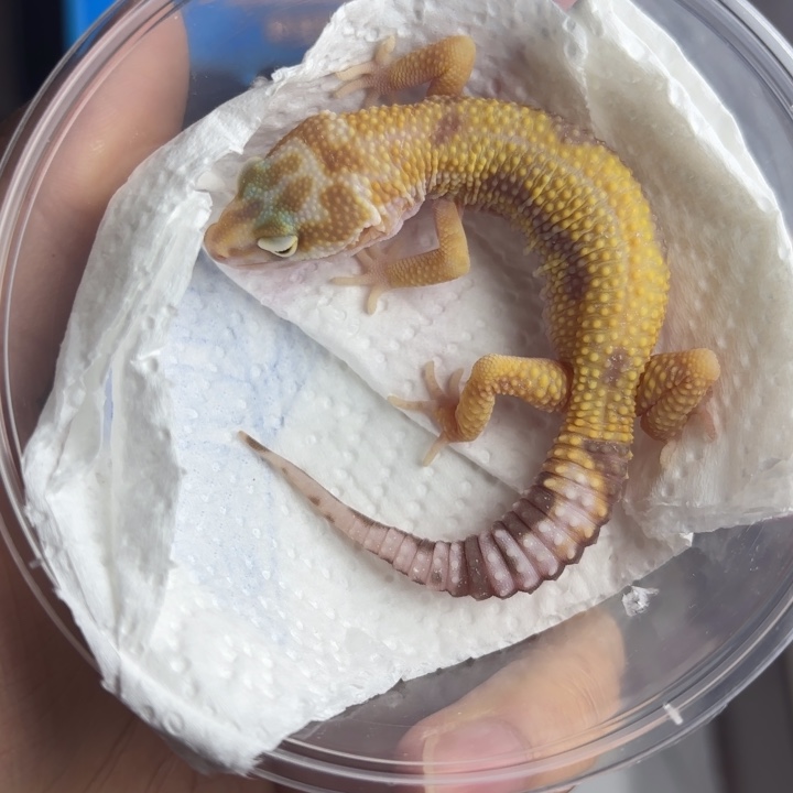 豹纹守宫川普白化公